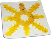 White plate with a yellow abstract design on a white background