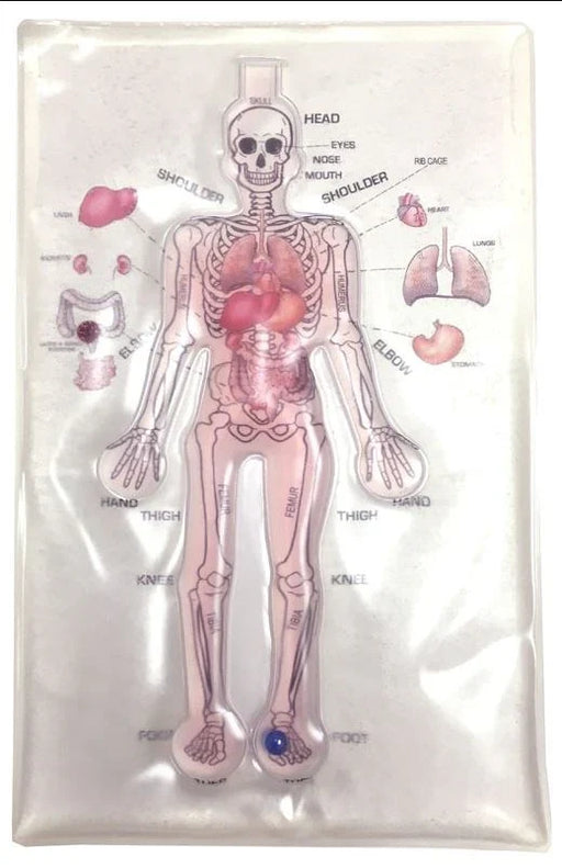Anatomical chart of a human body with labeled organs on a white background